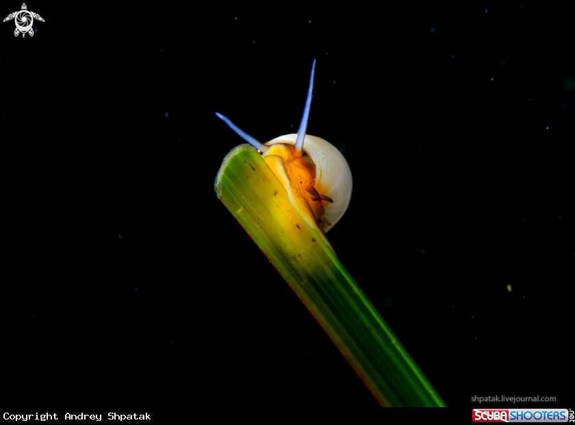 A Shell
