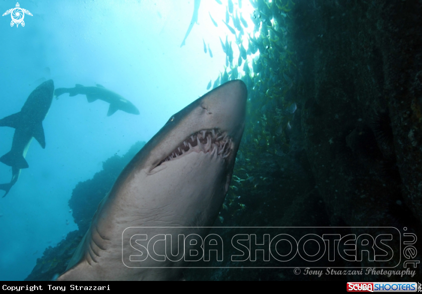 A Grey nurse shark
