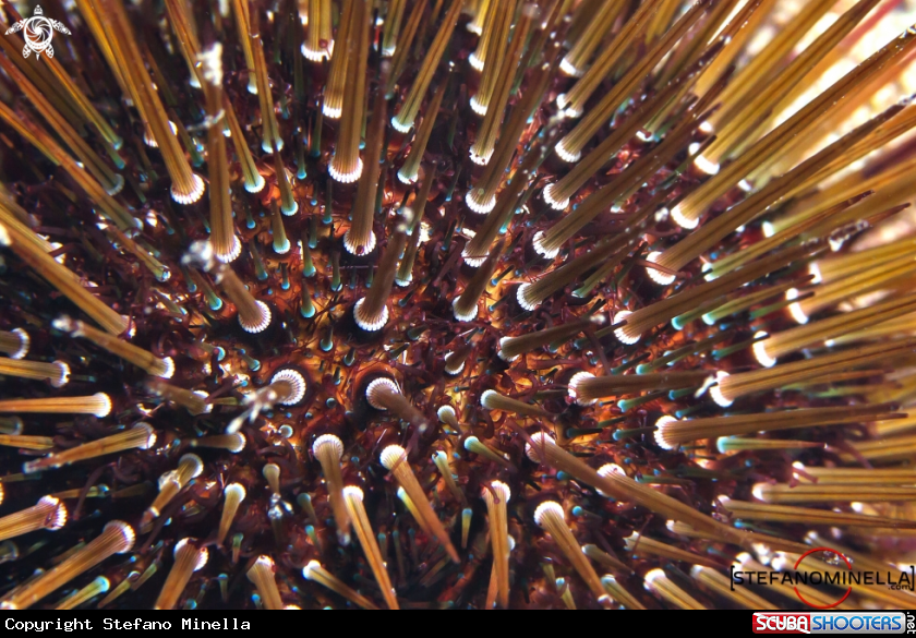 A Sea Urchin