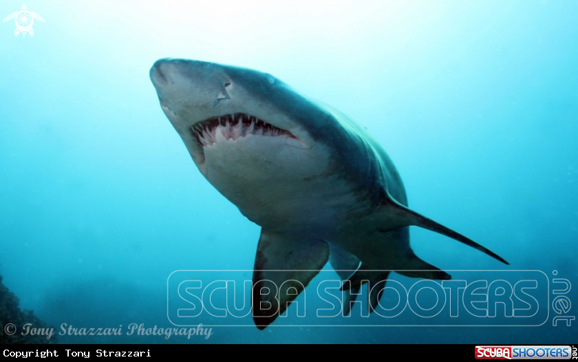 A Grey nurse shark