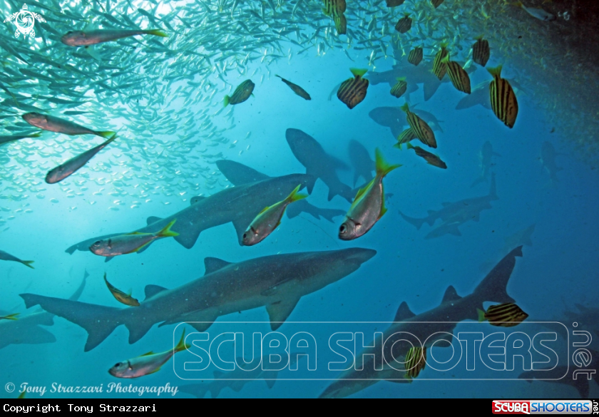 A Grey nurse sharks