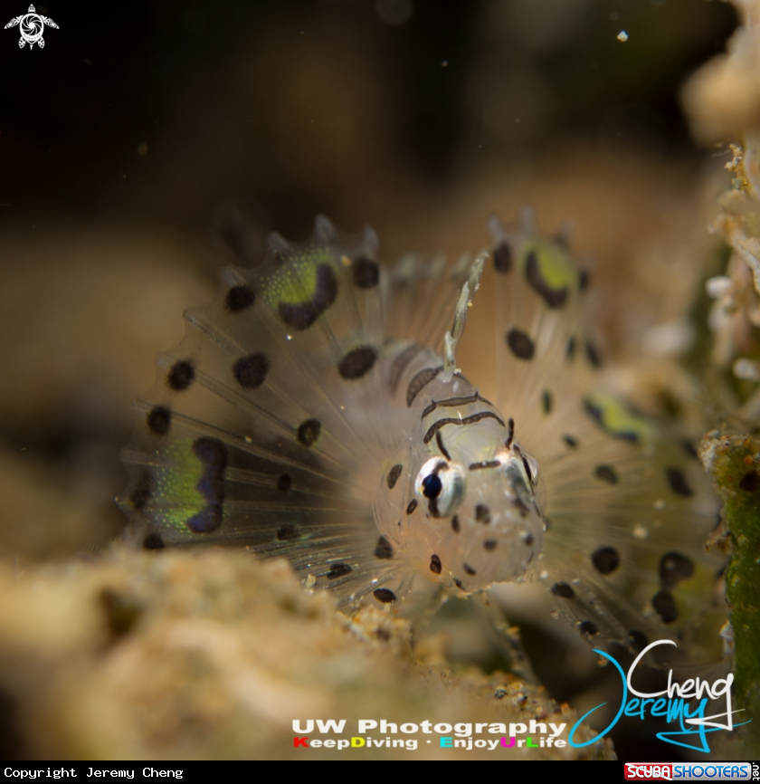 A Red Lion Fish
