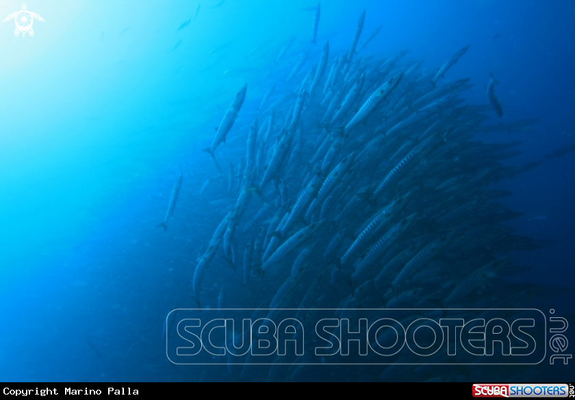A Barracuda