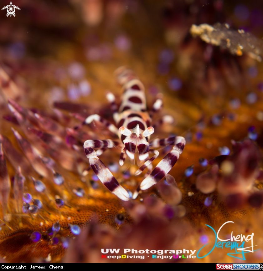 A Periclimenes colemani