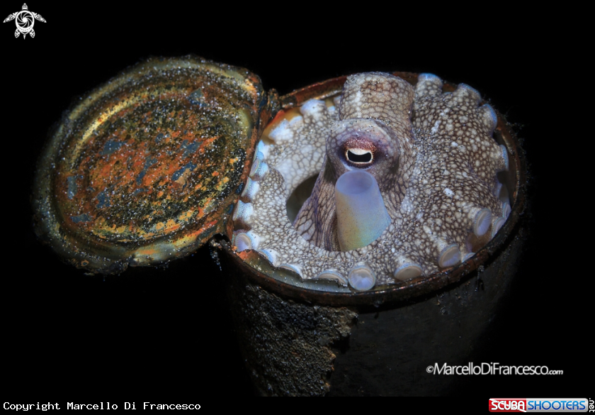 A Coconut octopus
