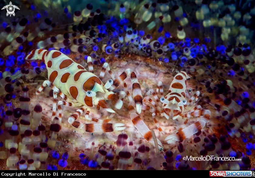 A Coleman Shrimp