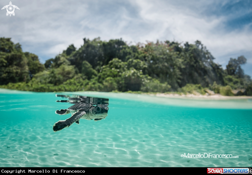 A green sea turtle