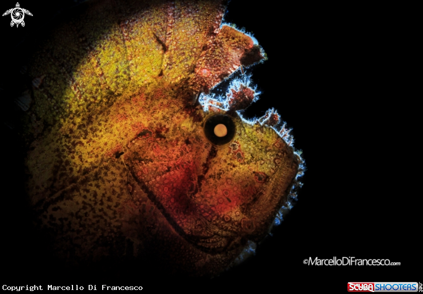 A Leaf Fish