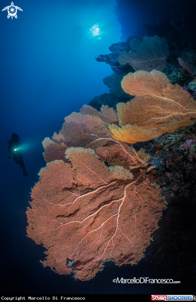 A Reefscapes