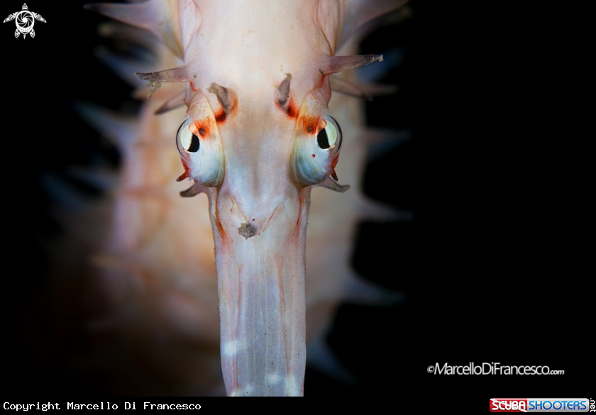 A thorny seahorse