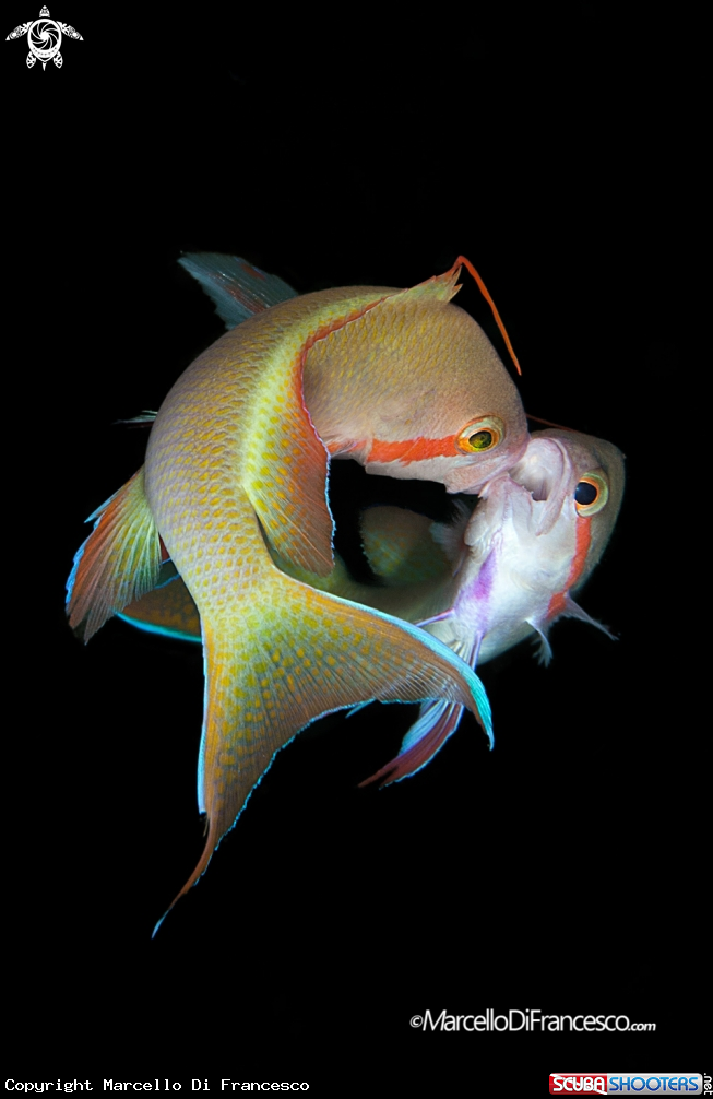 A Anthias