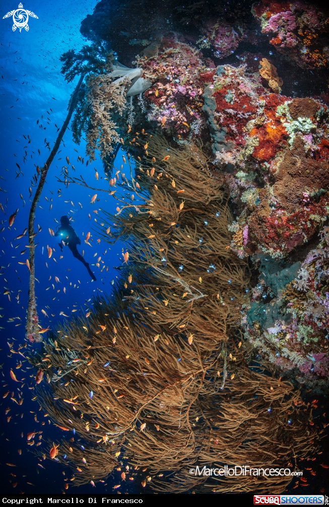 A Reefscapes