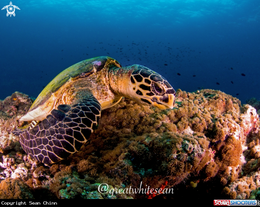 A Hawksbill Turtle