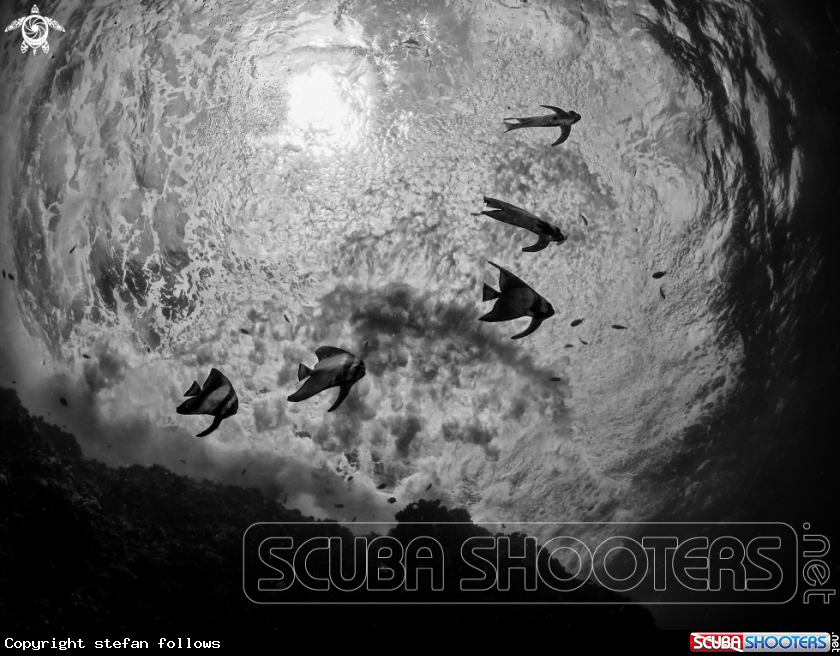 A Longfin Batfish