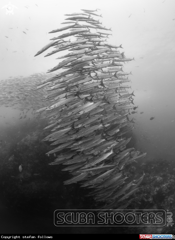 A Chevron Barracuda
