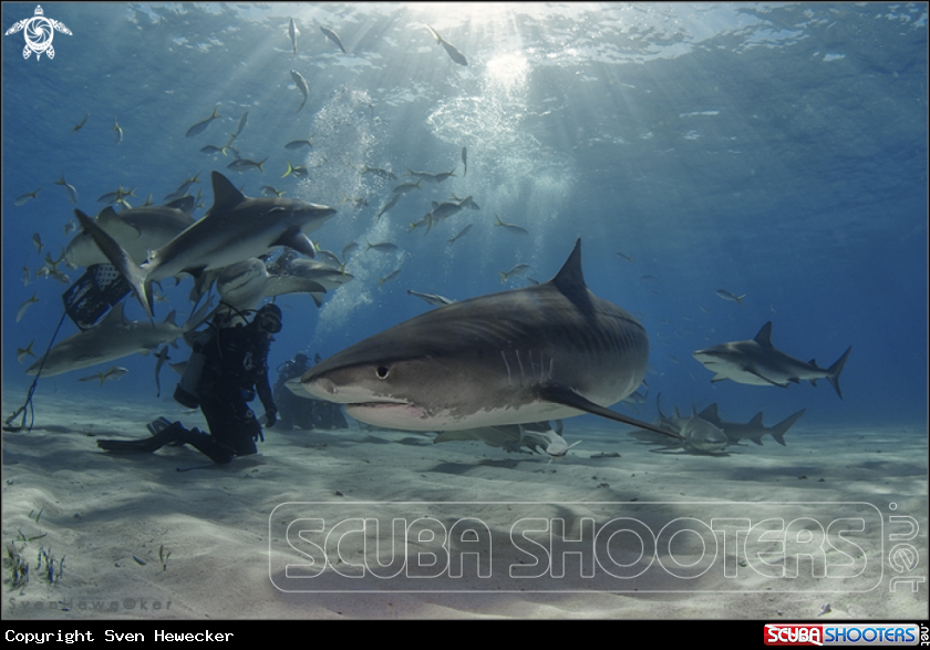 A lemon- and tigersharks