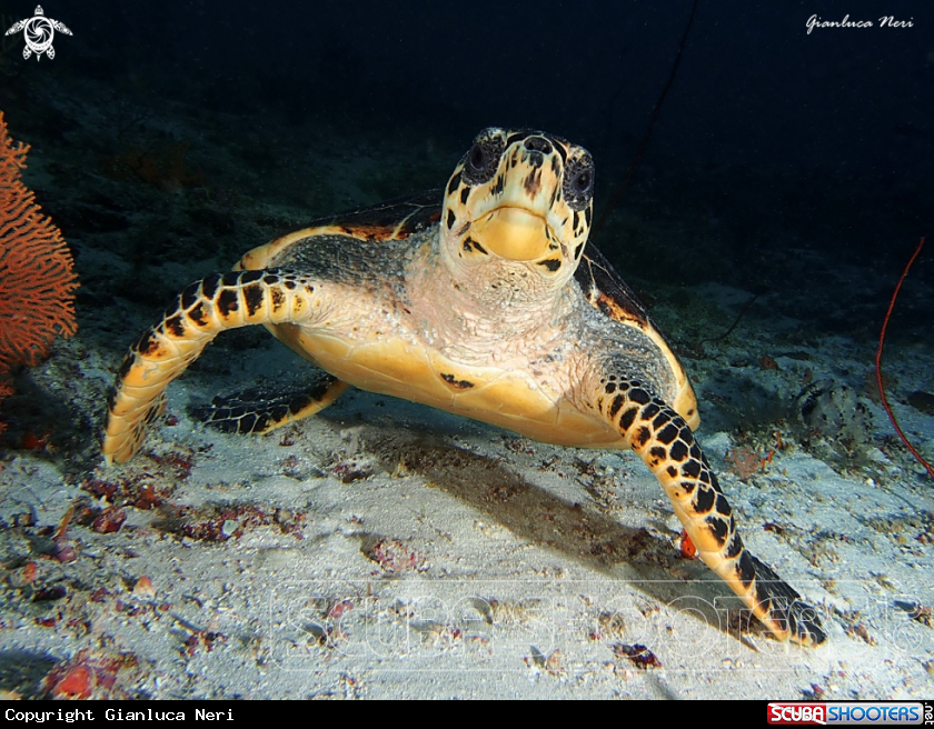 A Sea turtle