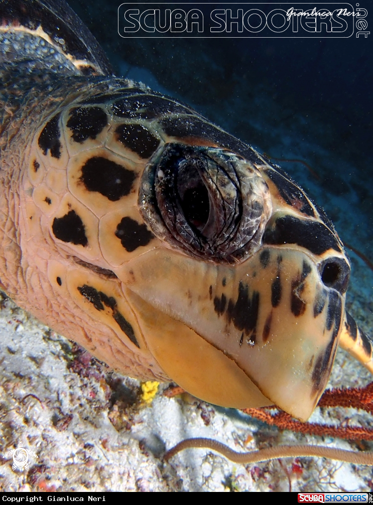 A Sea turtle