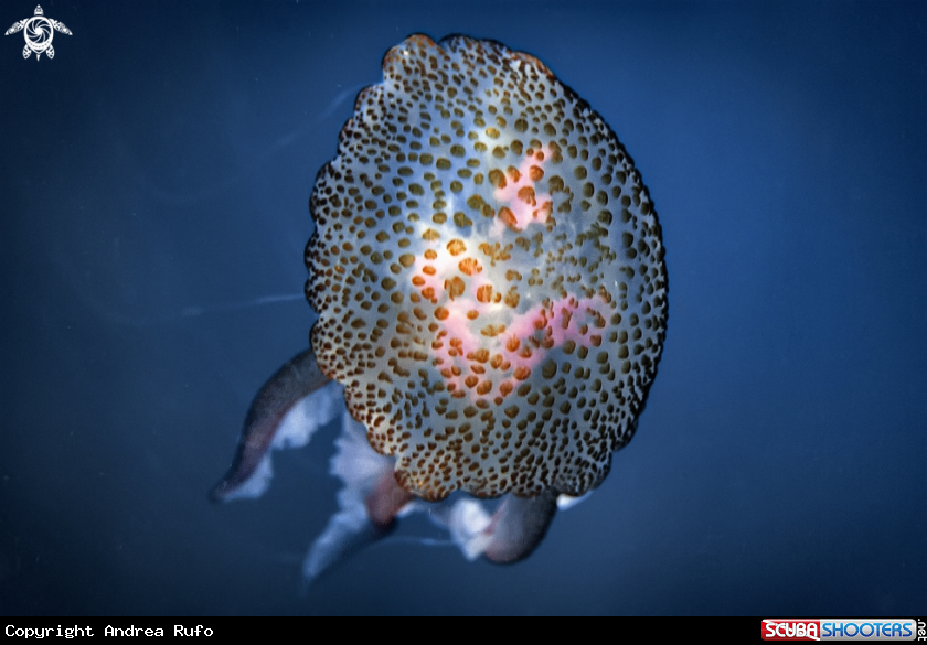 A pelagia nocticula