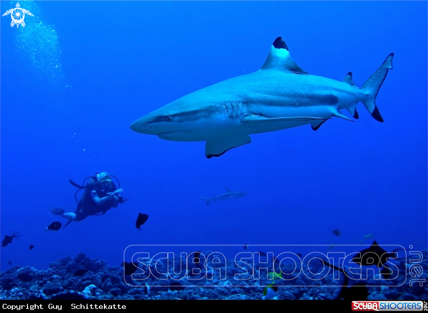 A Black point reef shark