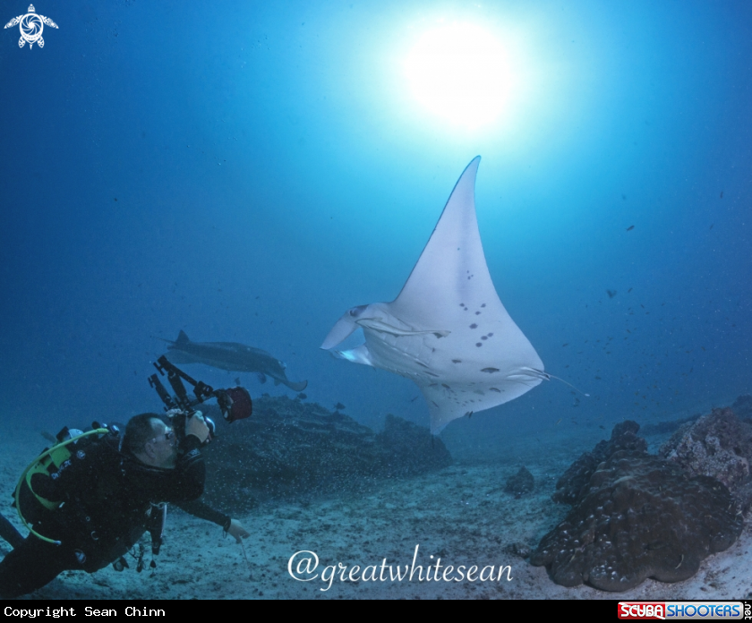 A Manta Ray and Man