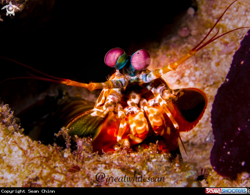 A Peacock Mantis Shrimp
