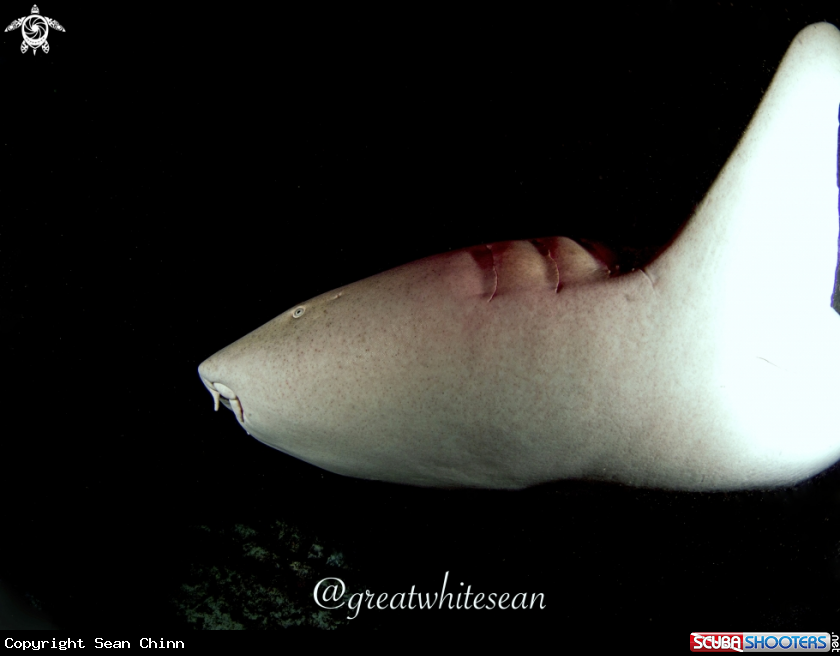 A Nurse Shark
