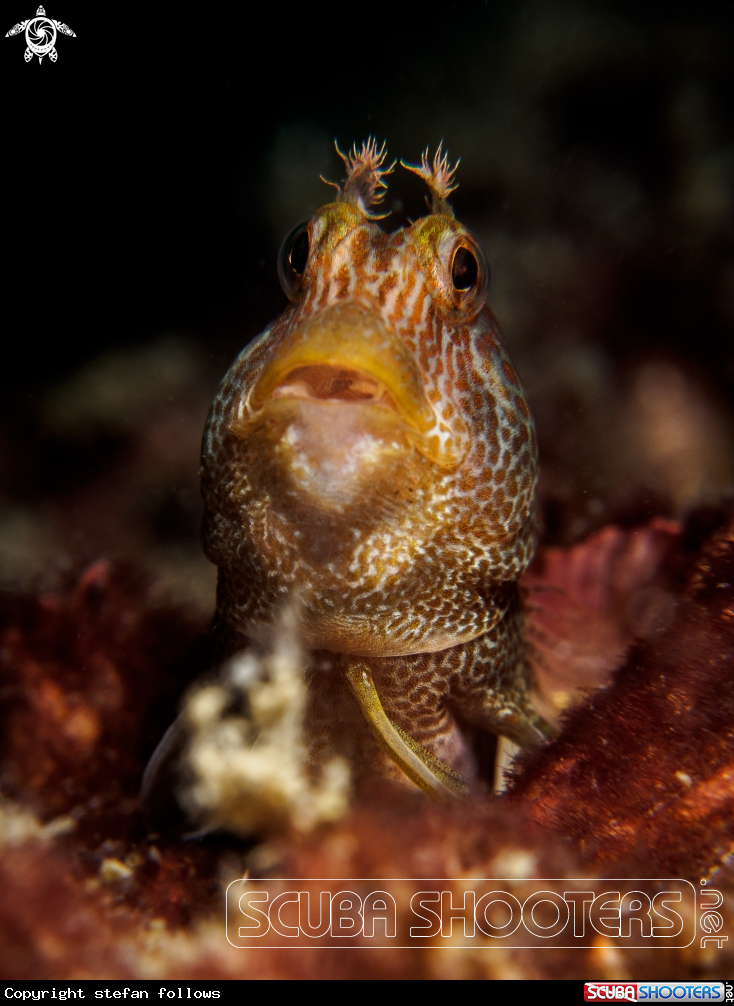 A Blenny