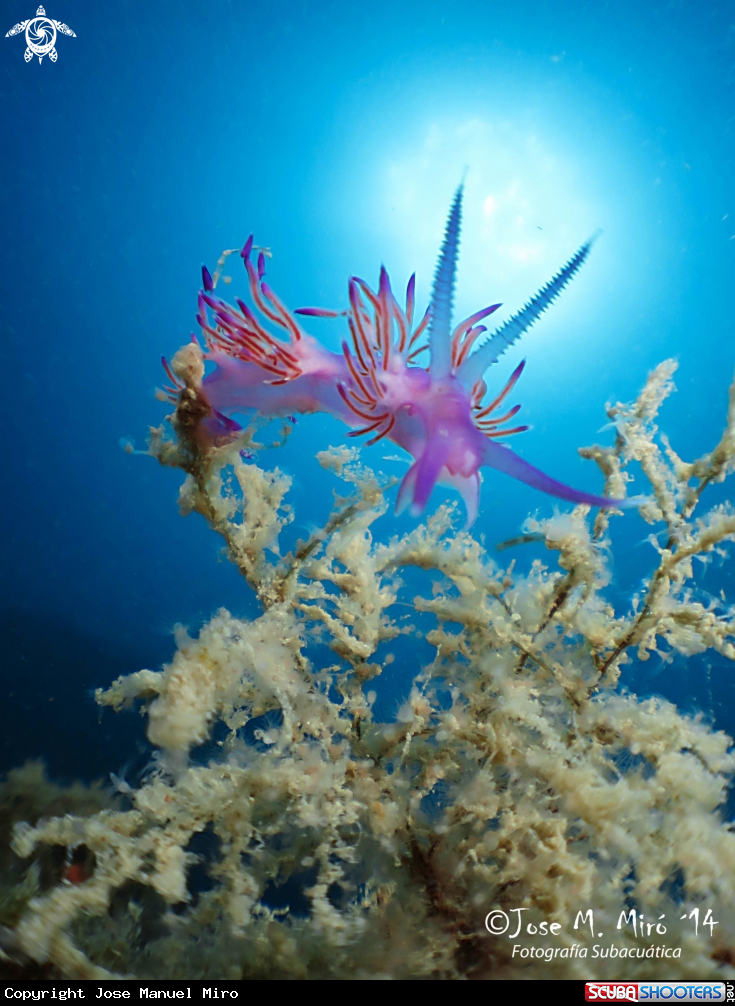 A Flabellina Affinis