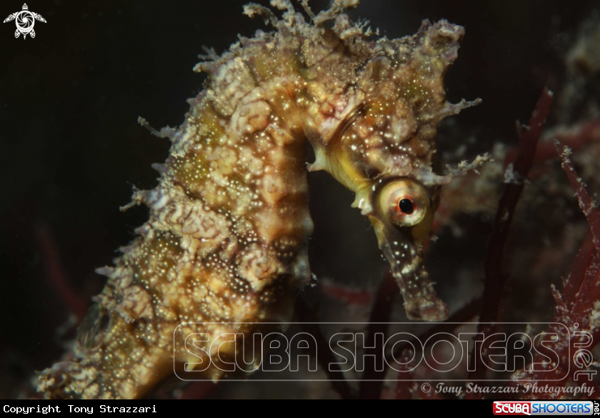 A White's seahorse