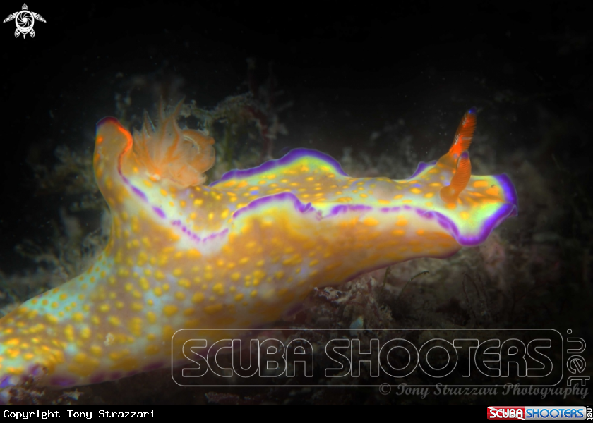 A Purple-lined Ceratosoma