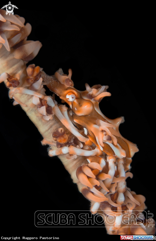A Xenocarcinus tuberculatus