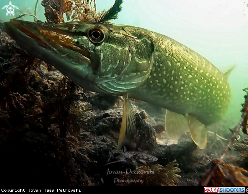 A Štuka / Pike
