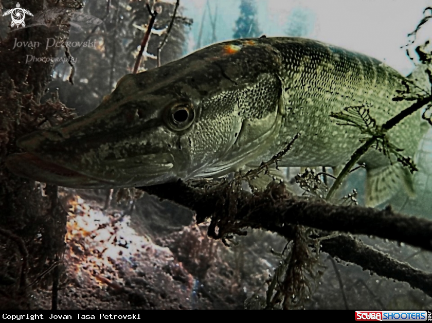 A Štuka / Pike