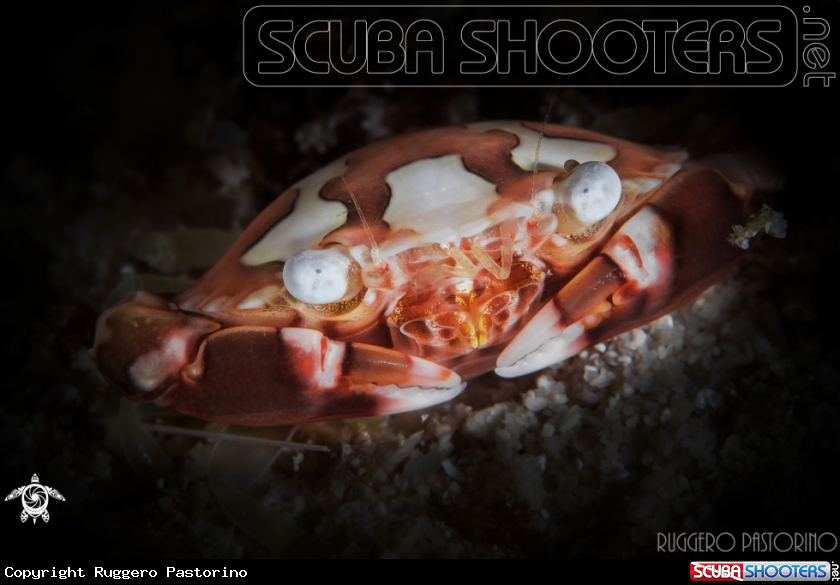 A Swimming crab