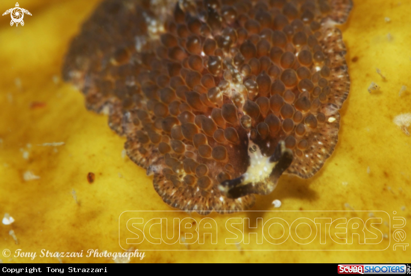 A Beaded Flatworm
