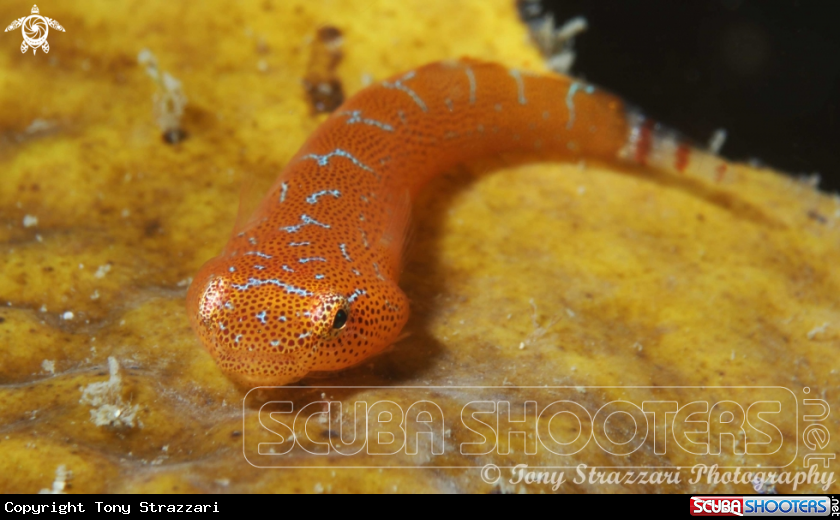 A Cleaner Clingfish