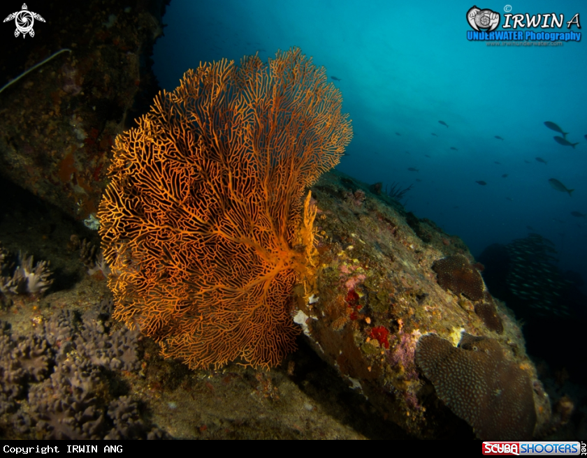 A underwater creature