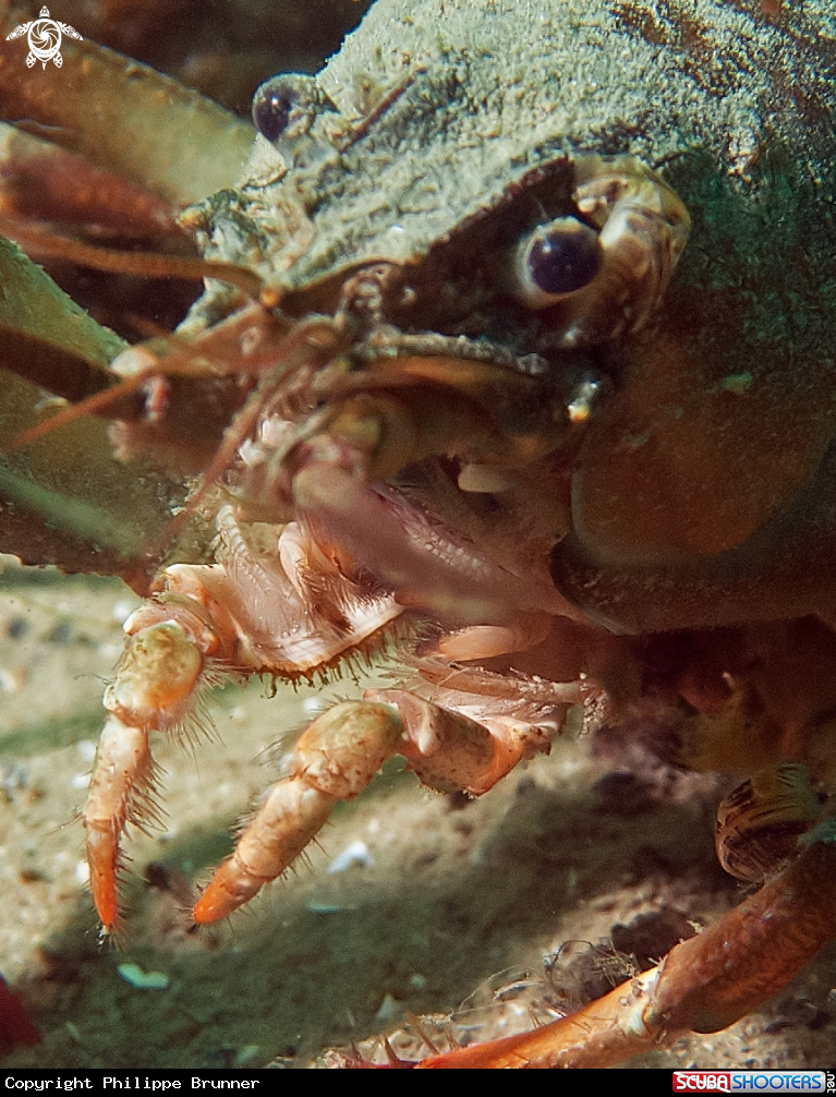 A Crayfish