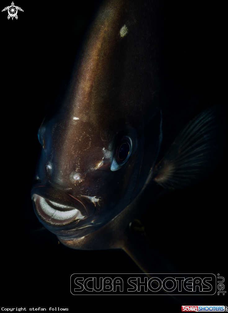 A Longfin Batfish