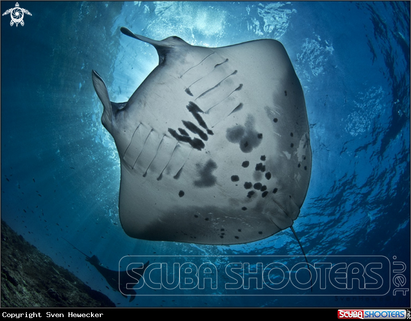 A Manta Ray
