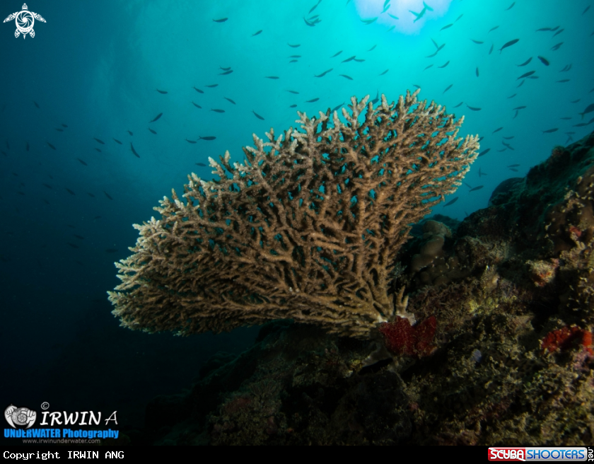 A underwater creature