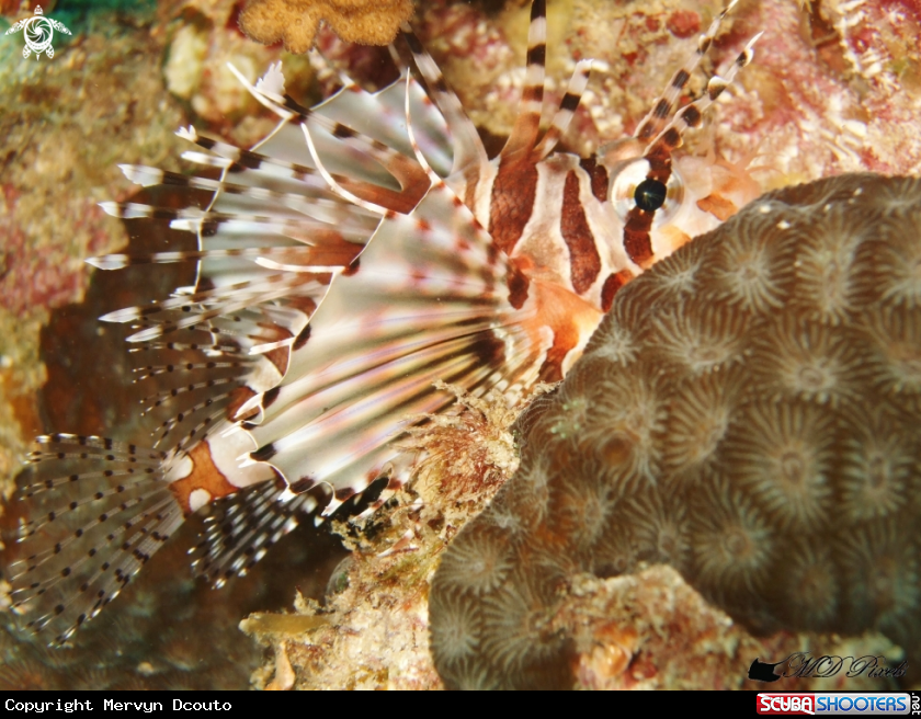 A Zebra Lionfish