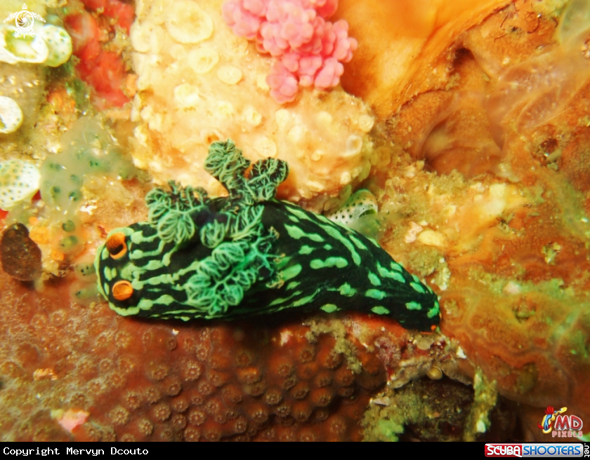 A kubaryana's Nembrotha