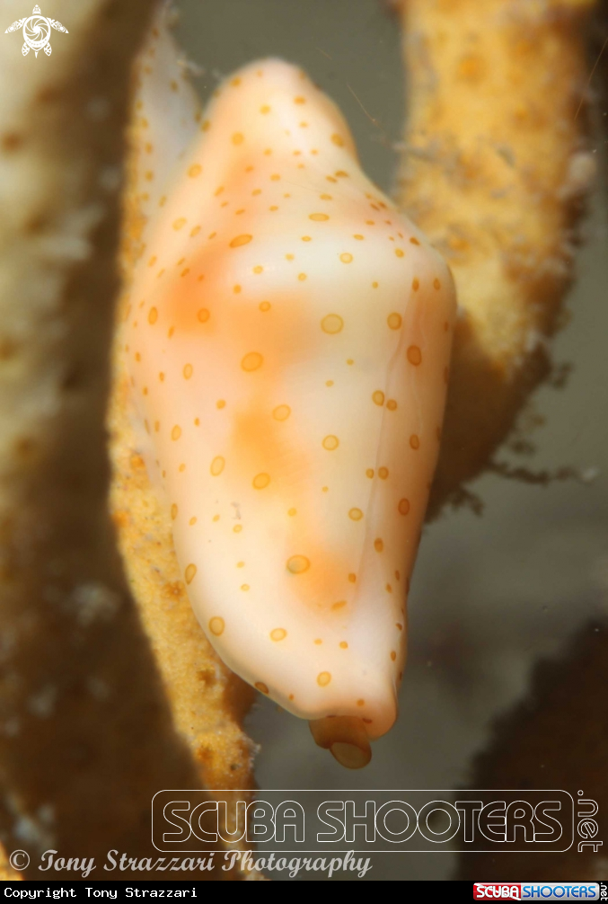 A Draper's Egg Cowry