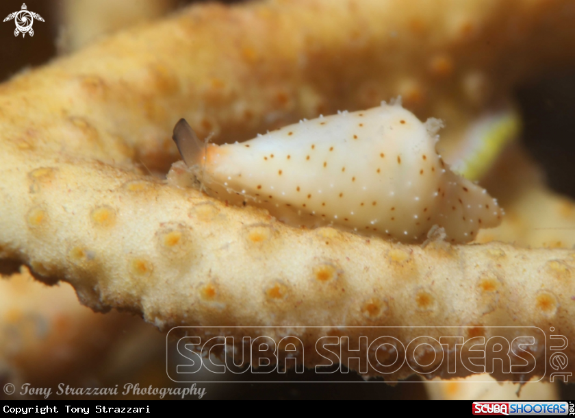 A Cuspis Egg Cowry