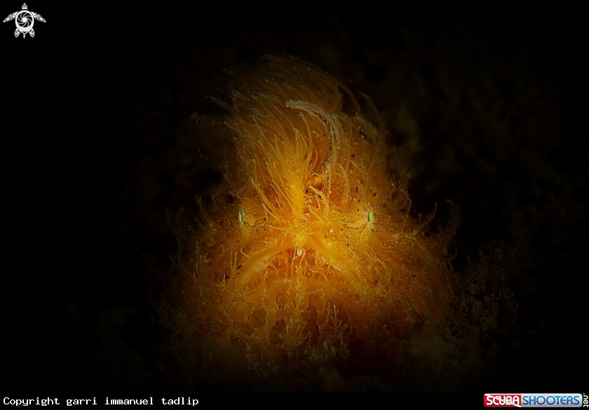 A hairy frogfish