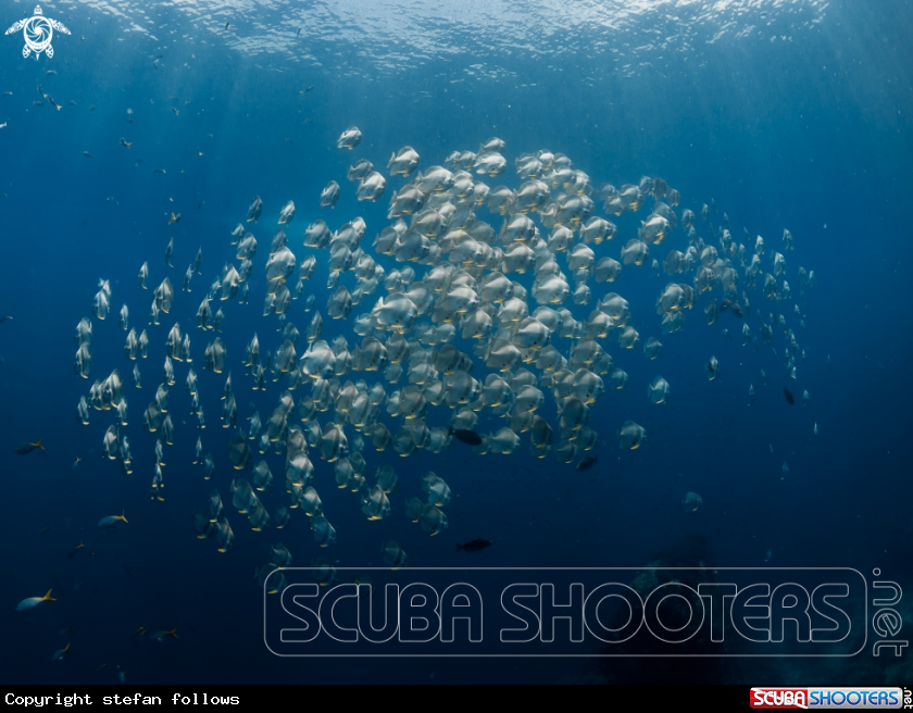 A Longfin Batfish