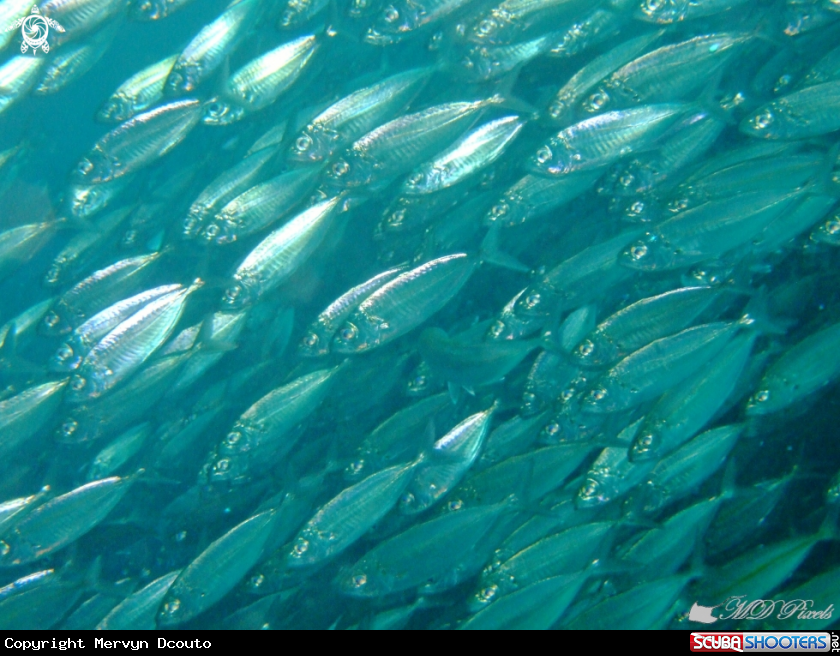 A Mackrel
