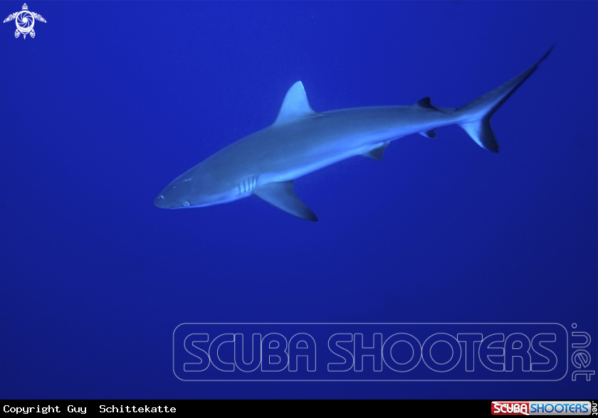 A Grey shark